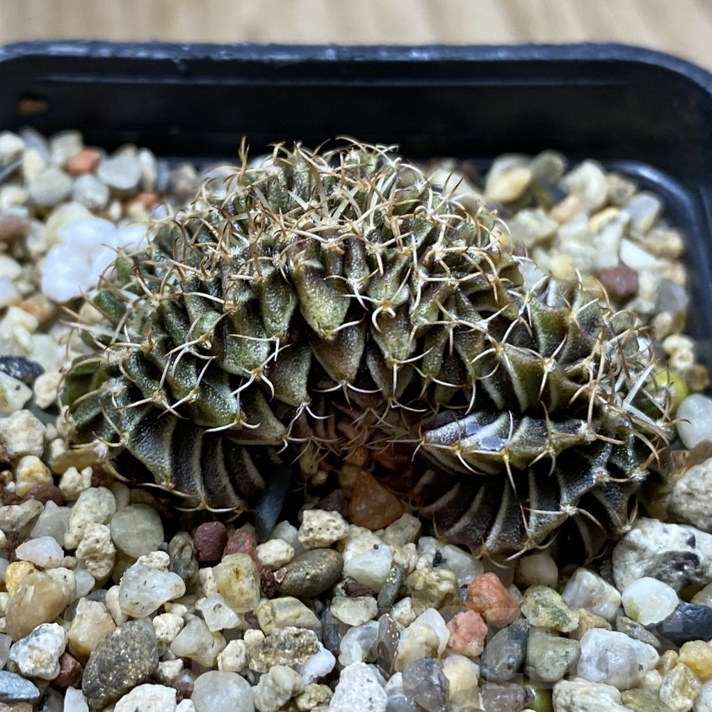 SHPR41955 Gymnocalycium friedrichii LB f. cristata - Image 2