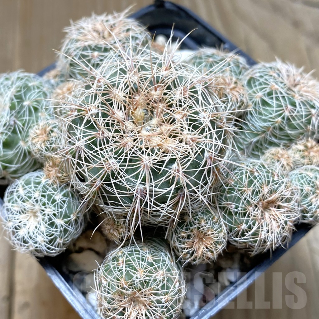 SHPR41956 Gymnocalycium bruchii