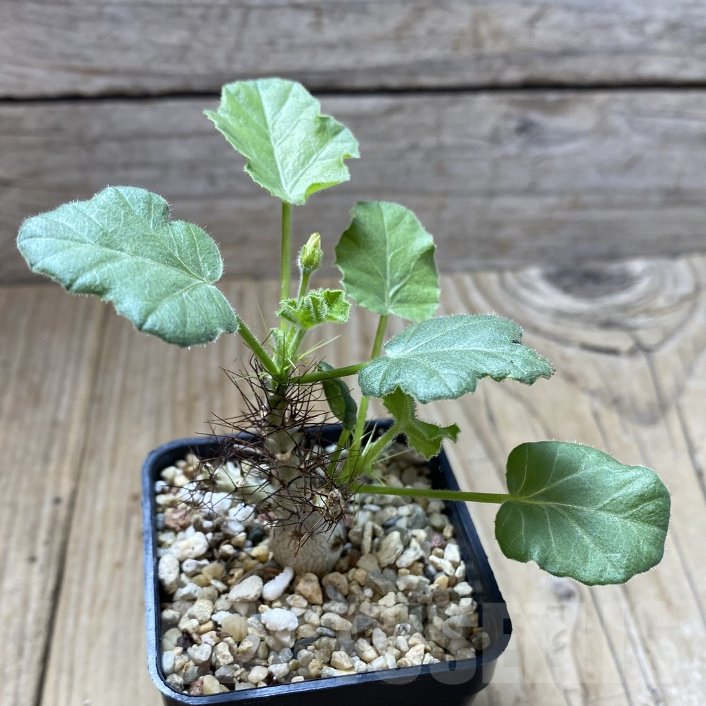 SHPR41929 Jatropha marginata - Image 2