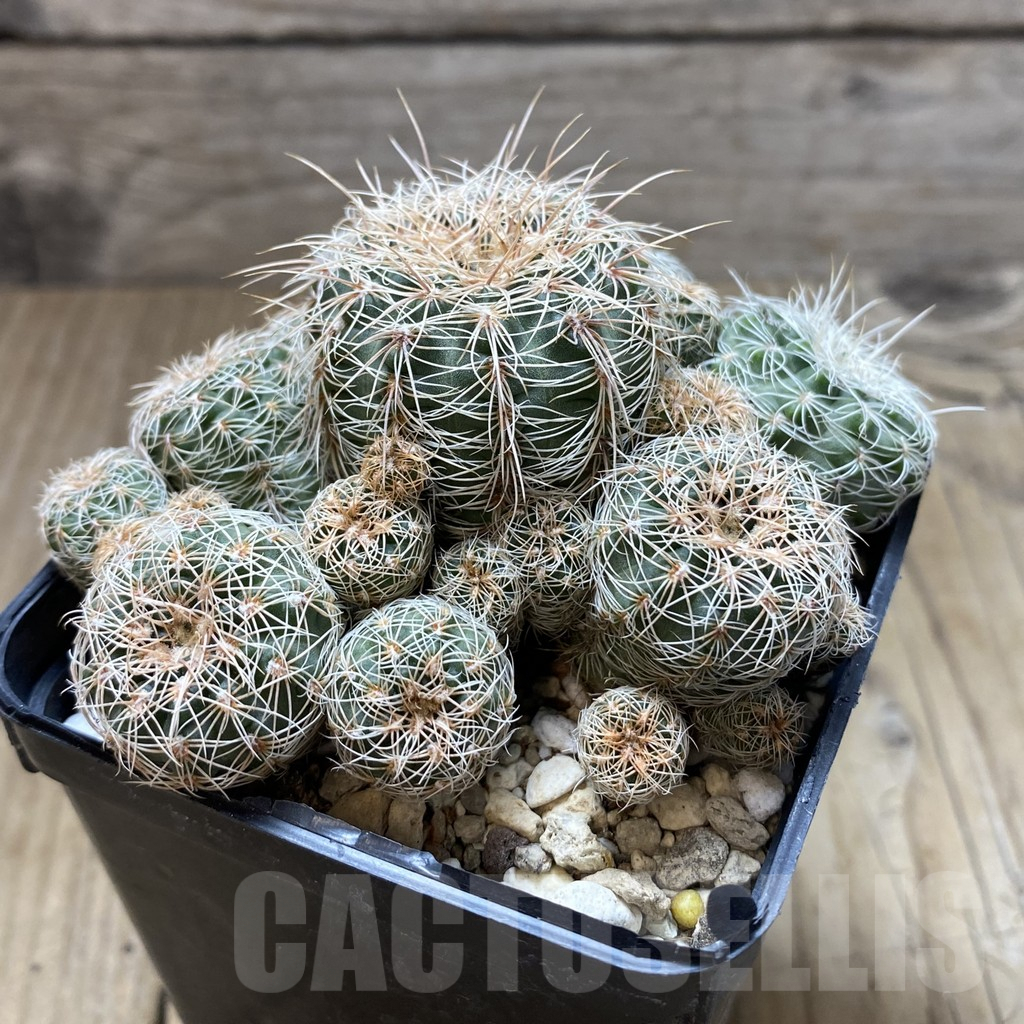SHPR41956 Gymnocalycium bruchii - Image 2