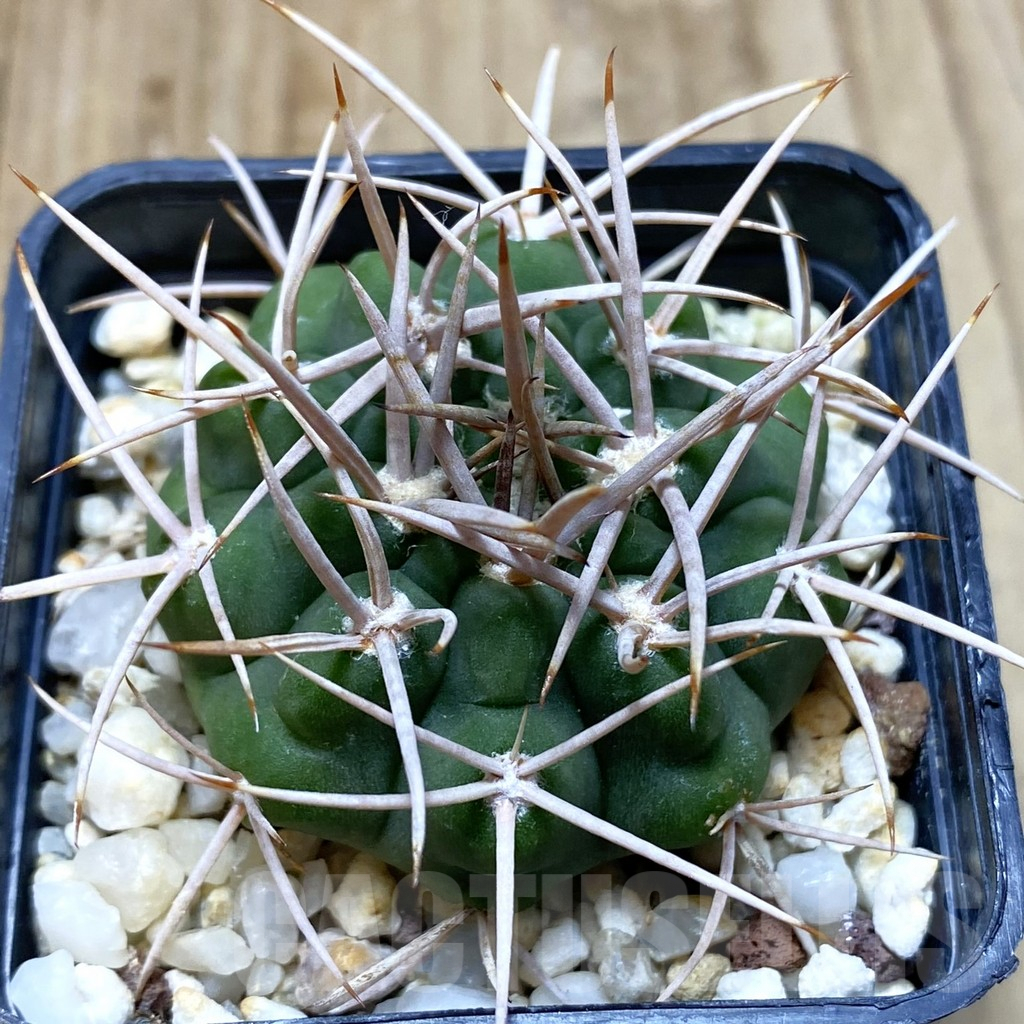 SHPR41957 Gymnocalycium ferox