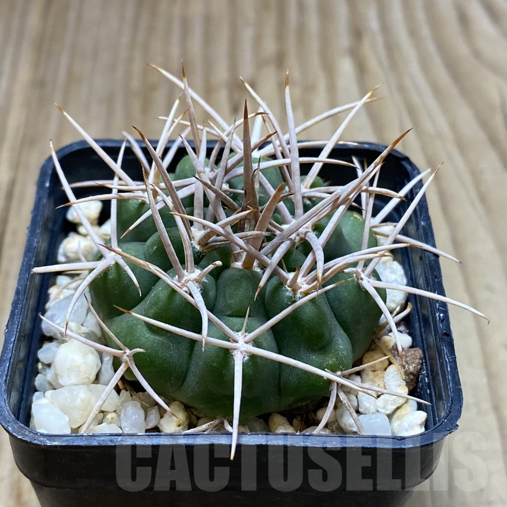 SHPR41957 Gymnocalycium ferox - Image 2