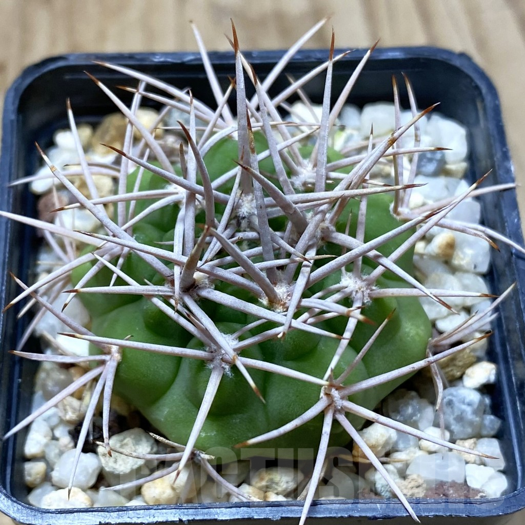 SHPR41958 Gymnocalycium ferox