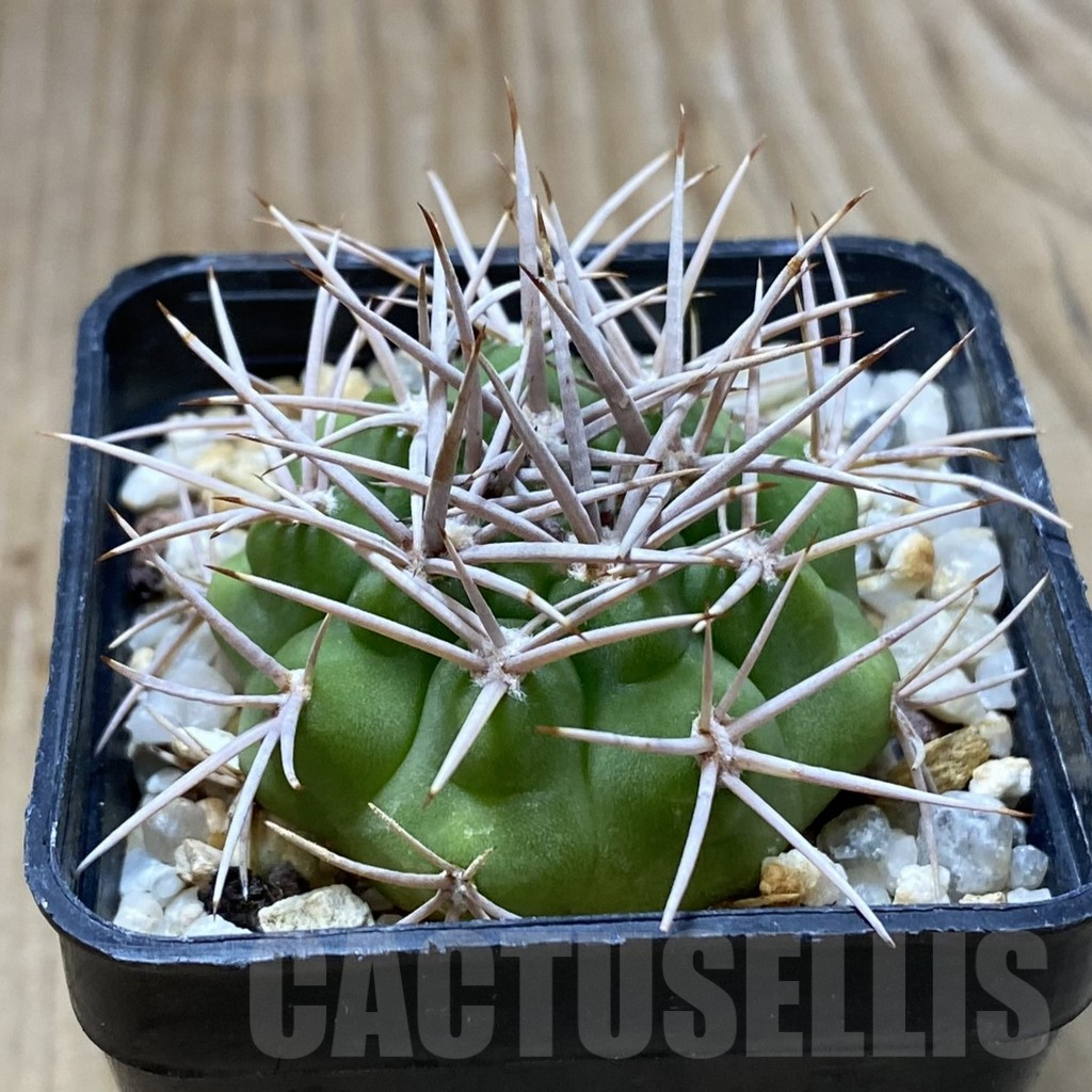 SHPR41958 Gymnocalycium ferox - Image 2