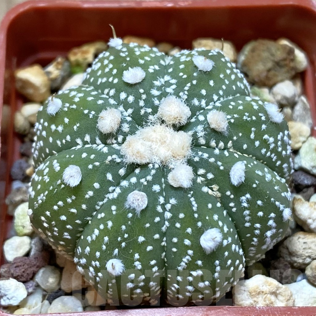 SHPR42024 Astrophytum asterias 'Ooibo' hybrid