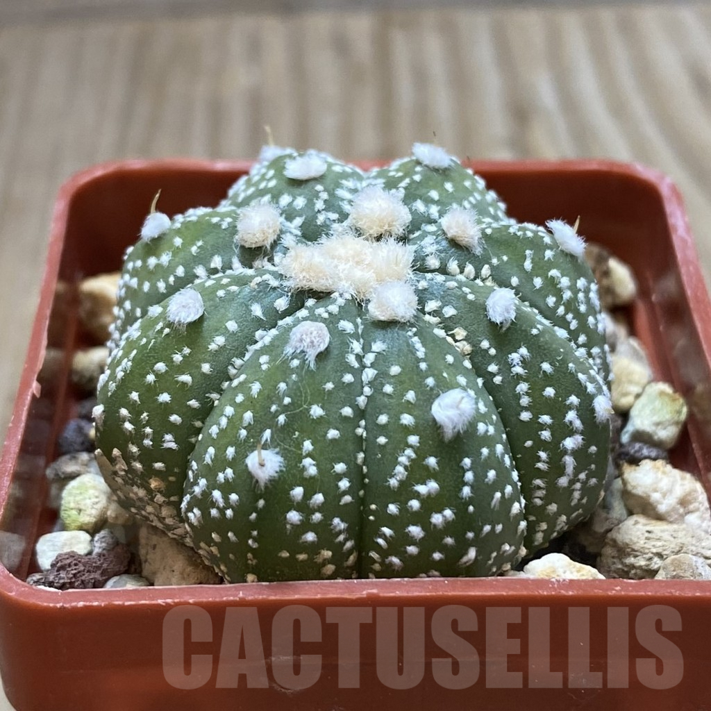 SHPR42024 Astrophytum asterias 'Ooibo' hybrid - Image 2