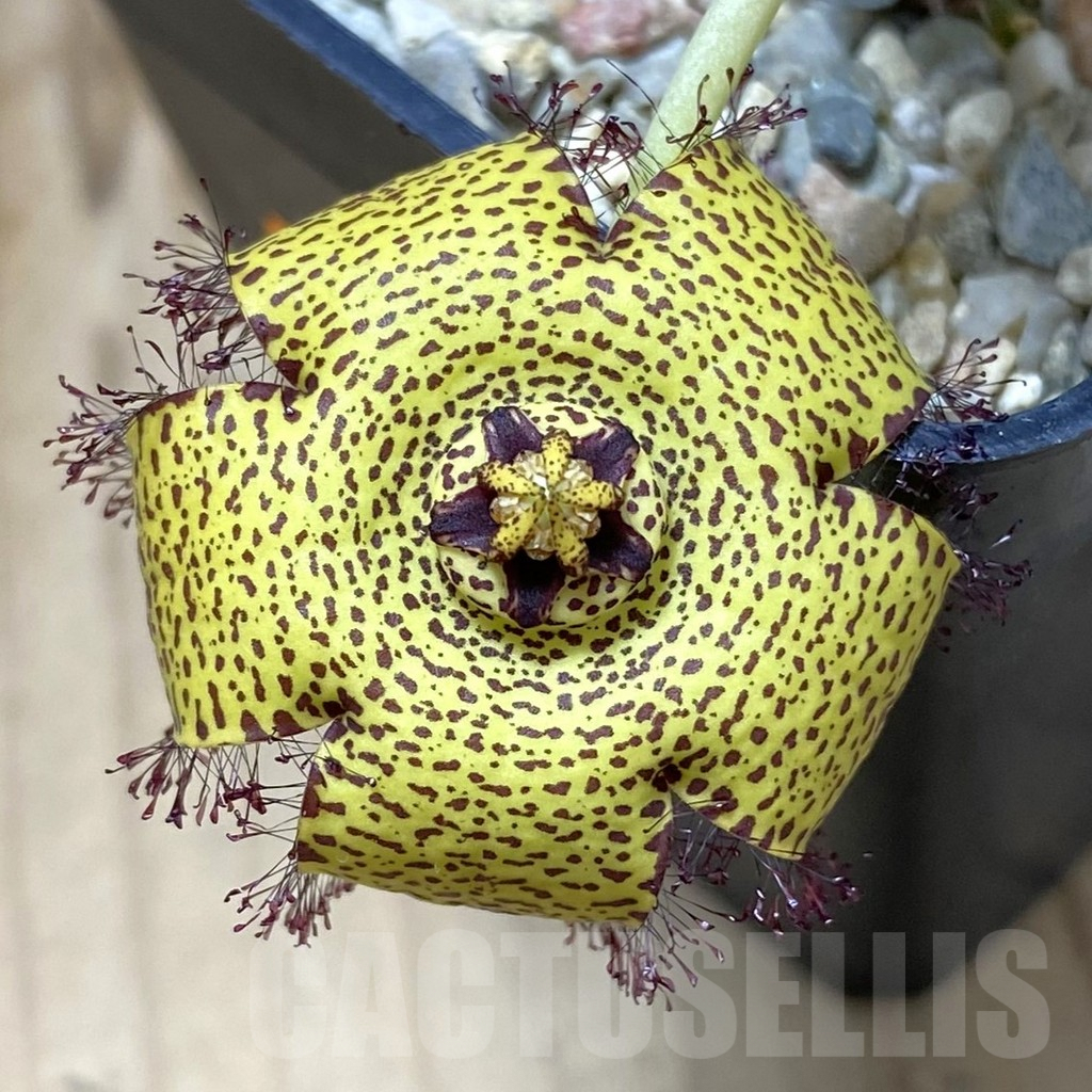 SHPR42025 Orbea speciosa -Golden clone-