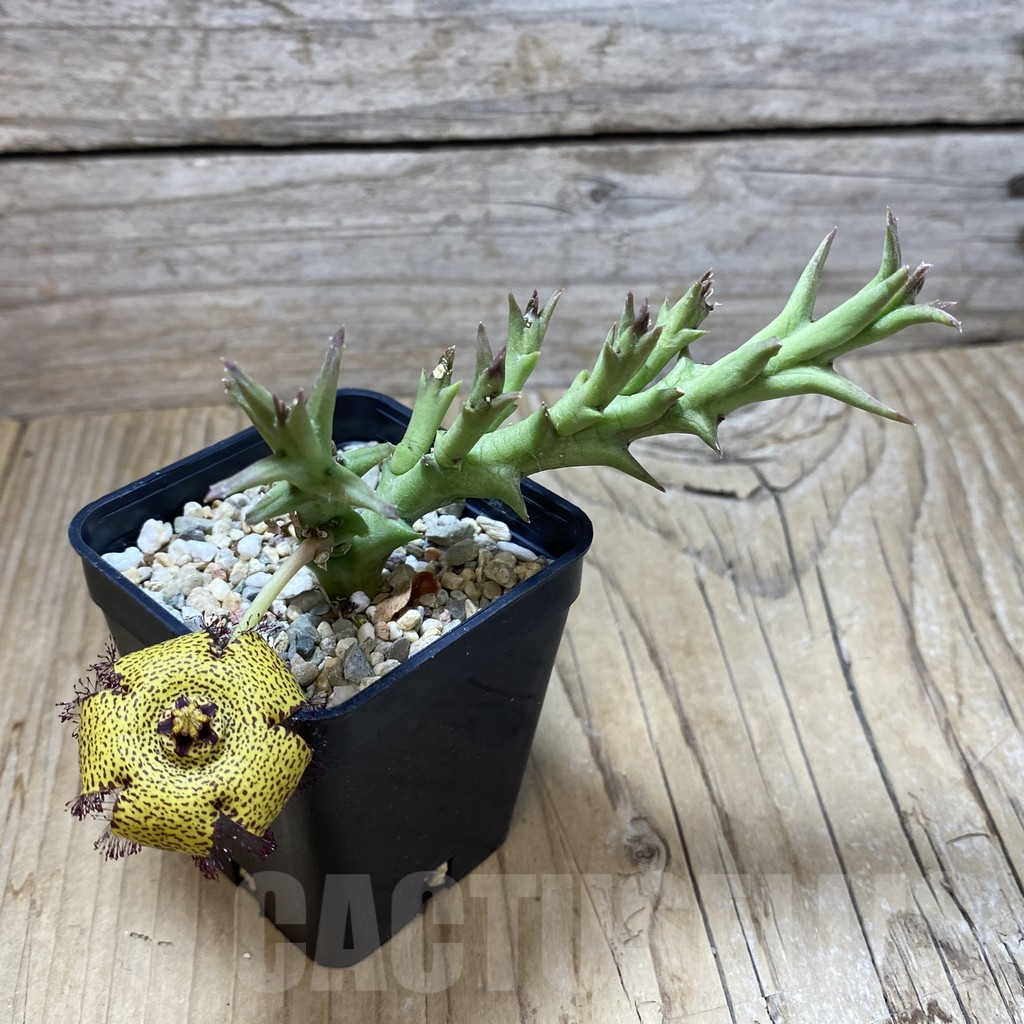 SHPR42025 Orbea speciosa -Golden clone- - Obrázek 2