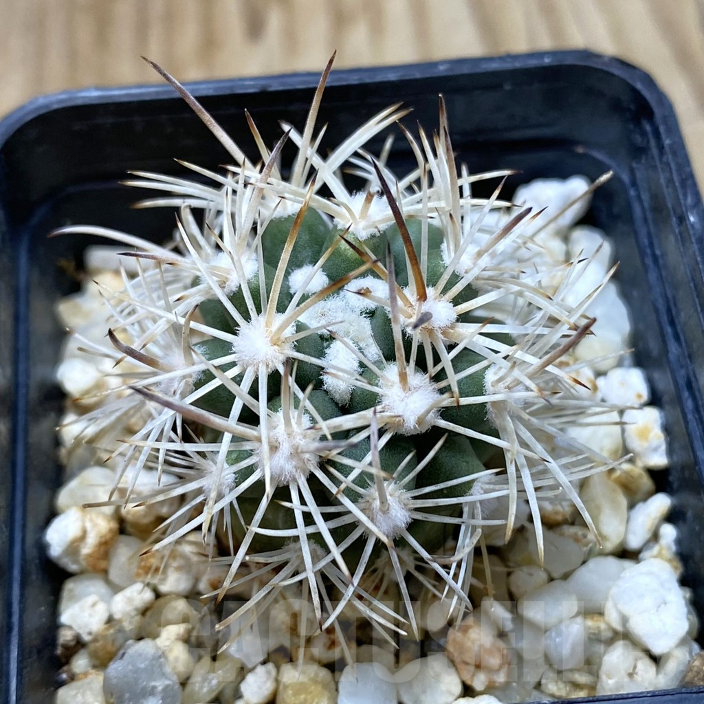 SHPR42027 Pediocactus sileri SB 1872, clone 13, grafted