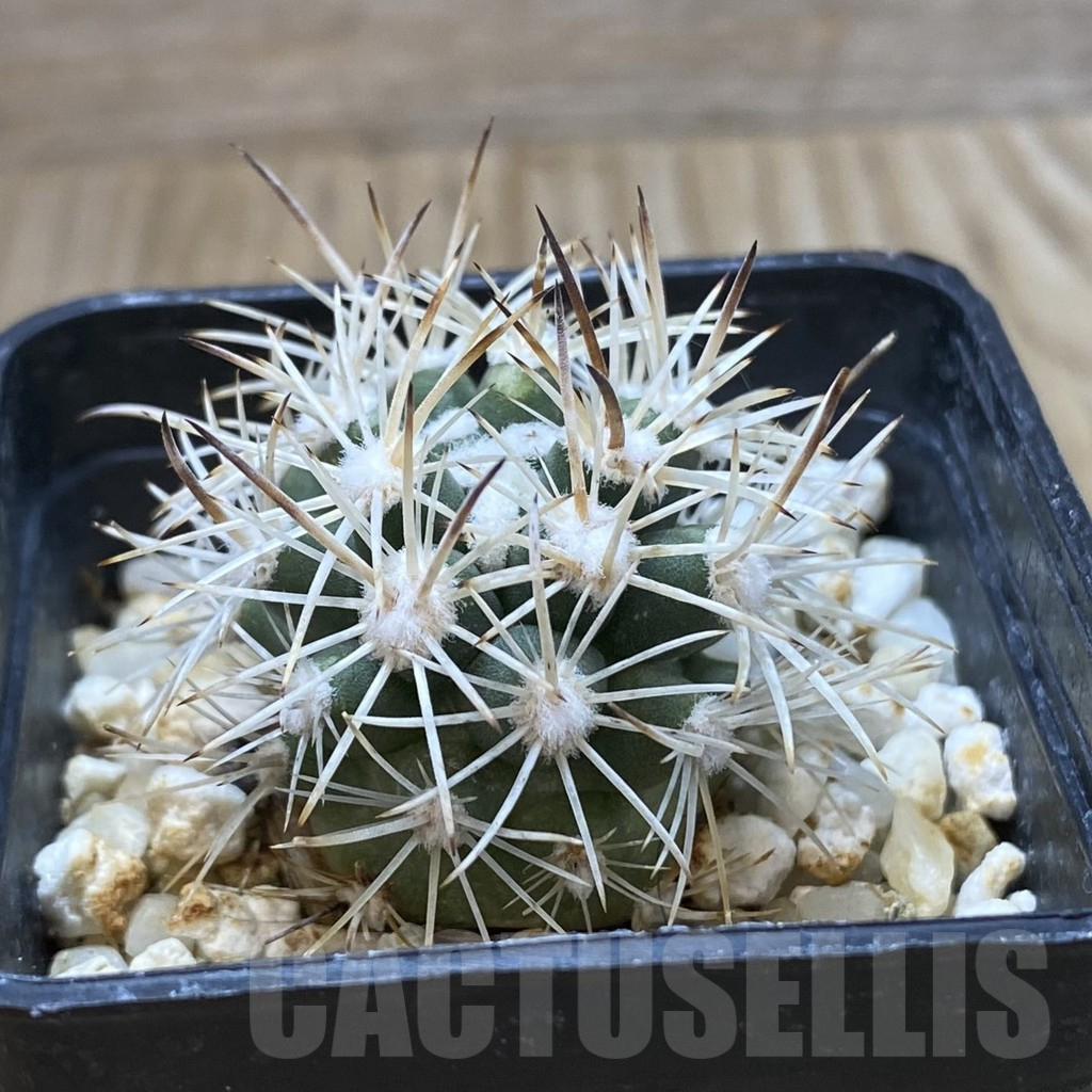 SHPR42027 Pediocactus sileri SB 1872, clone 13, grafted - immagine 2
