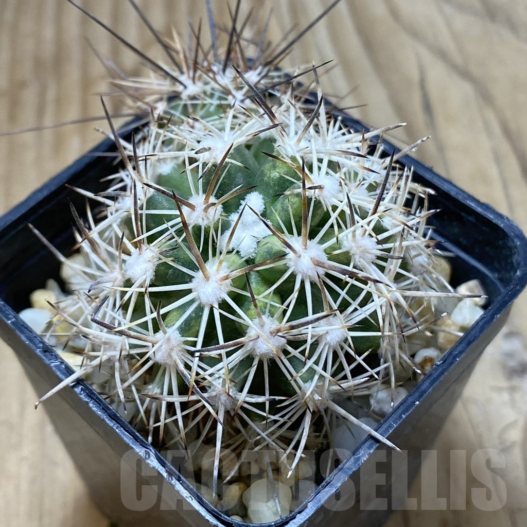 SHPR42028 Pediocactus sileri SB 1872, clone 12, grafted