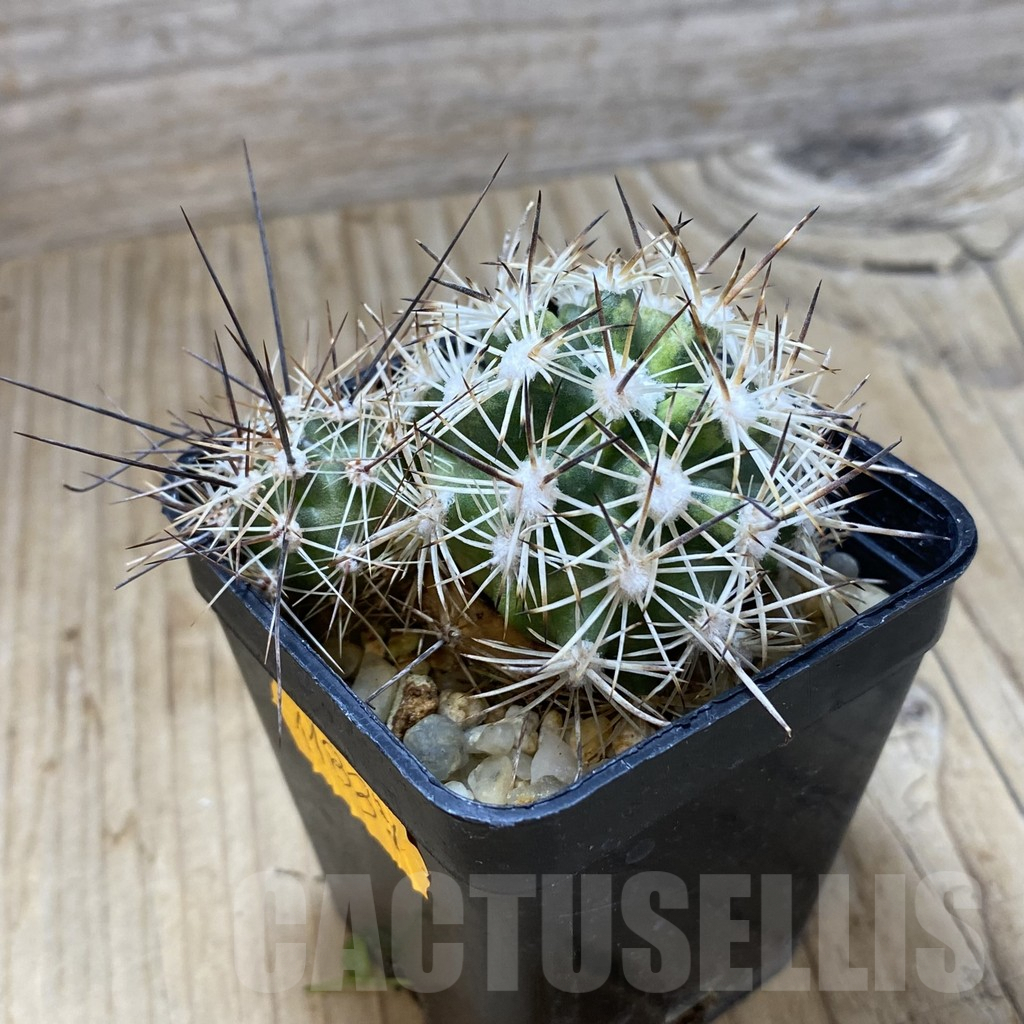 SHPR42028 Pediocactus sileri SB 1872, clone 12, grafted – Bild 2