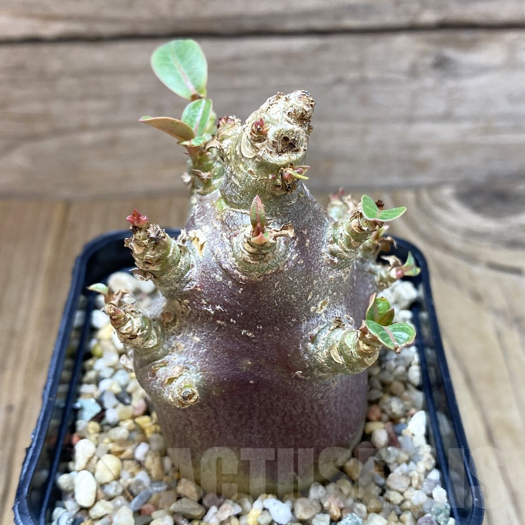 SHPR41993 Adenium arabicum ‘Black form’