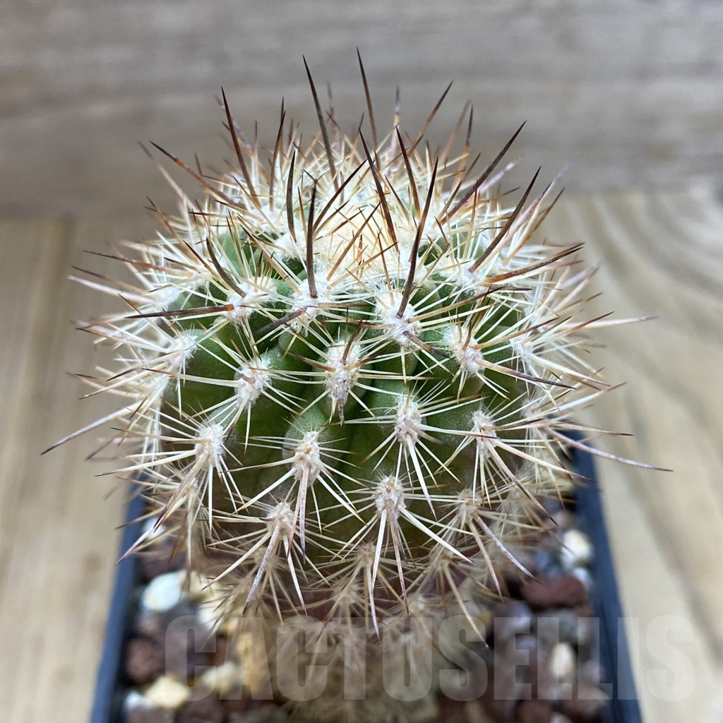 SHPR42030 Neoporteria subgibbosa, ex MG 1037.481