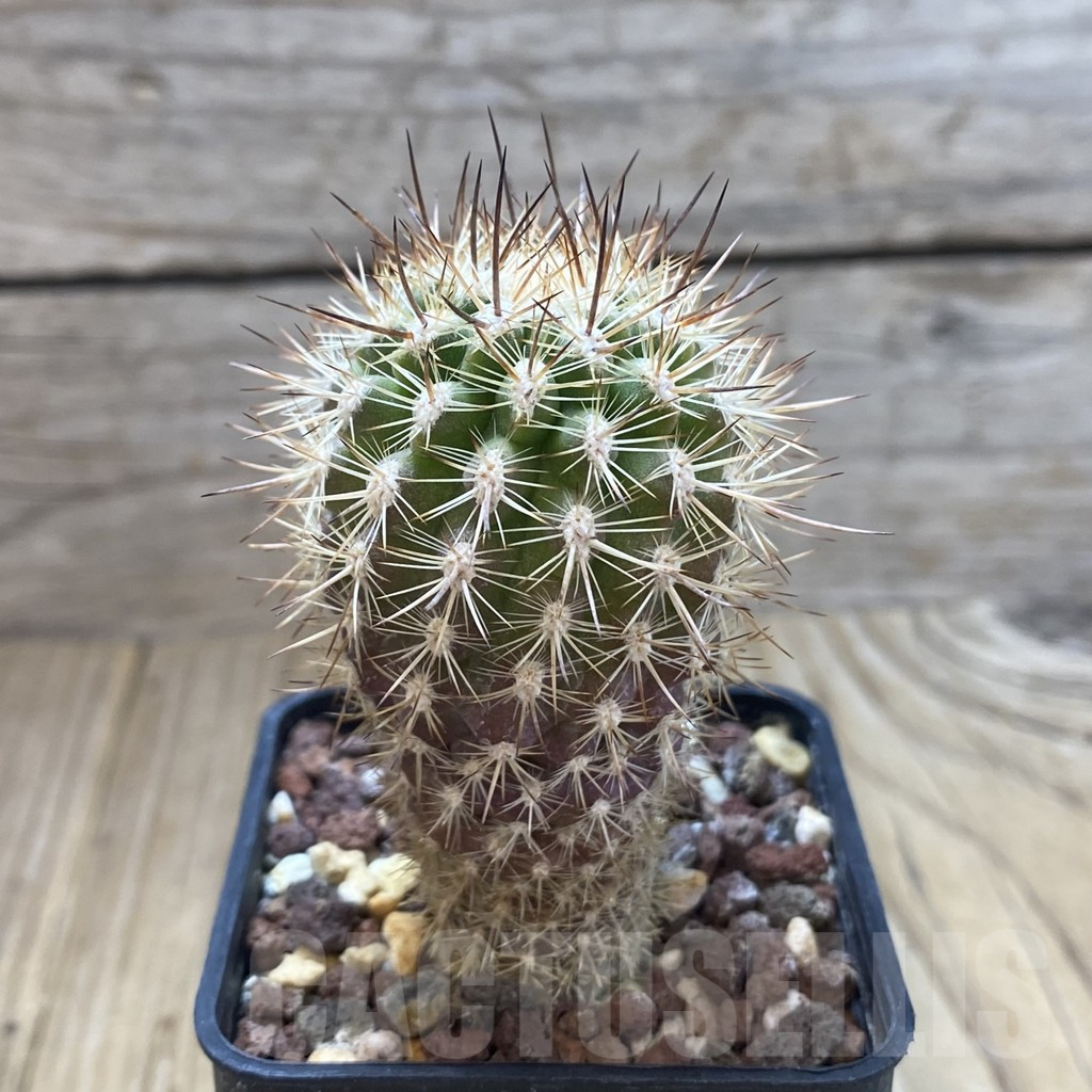 SHPR42030 Neoporteria subgibbosa, ex MG 1037.481 – Bild 2