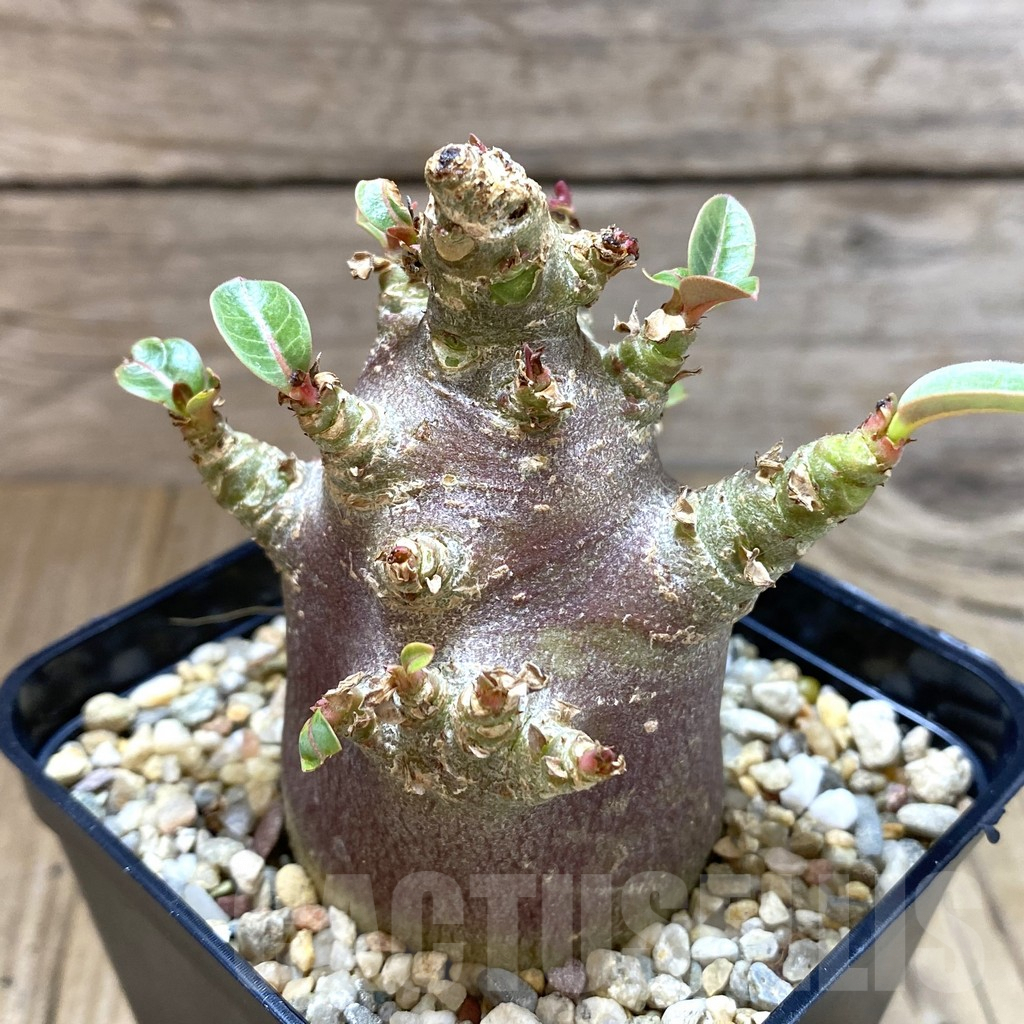 SHPR41993 Adenium arabicum ‘Black form’ - Зображення 2