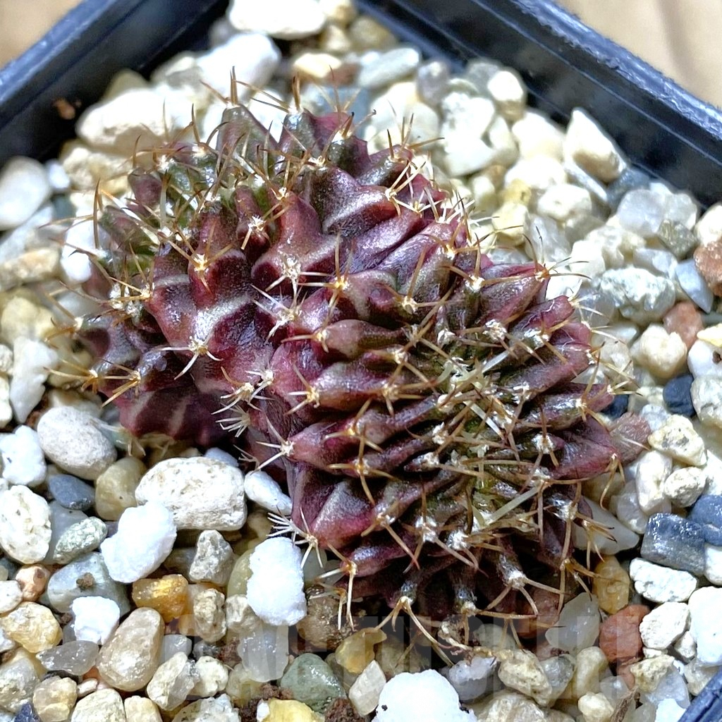 SHPR42034 Gymnocalycium mihanovichii f. cristata