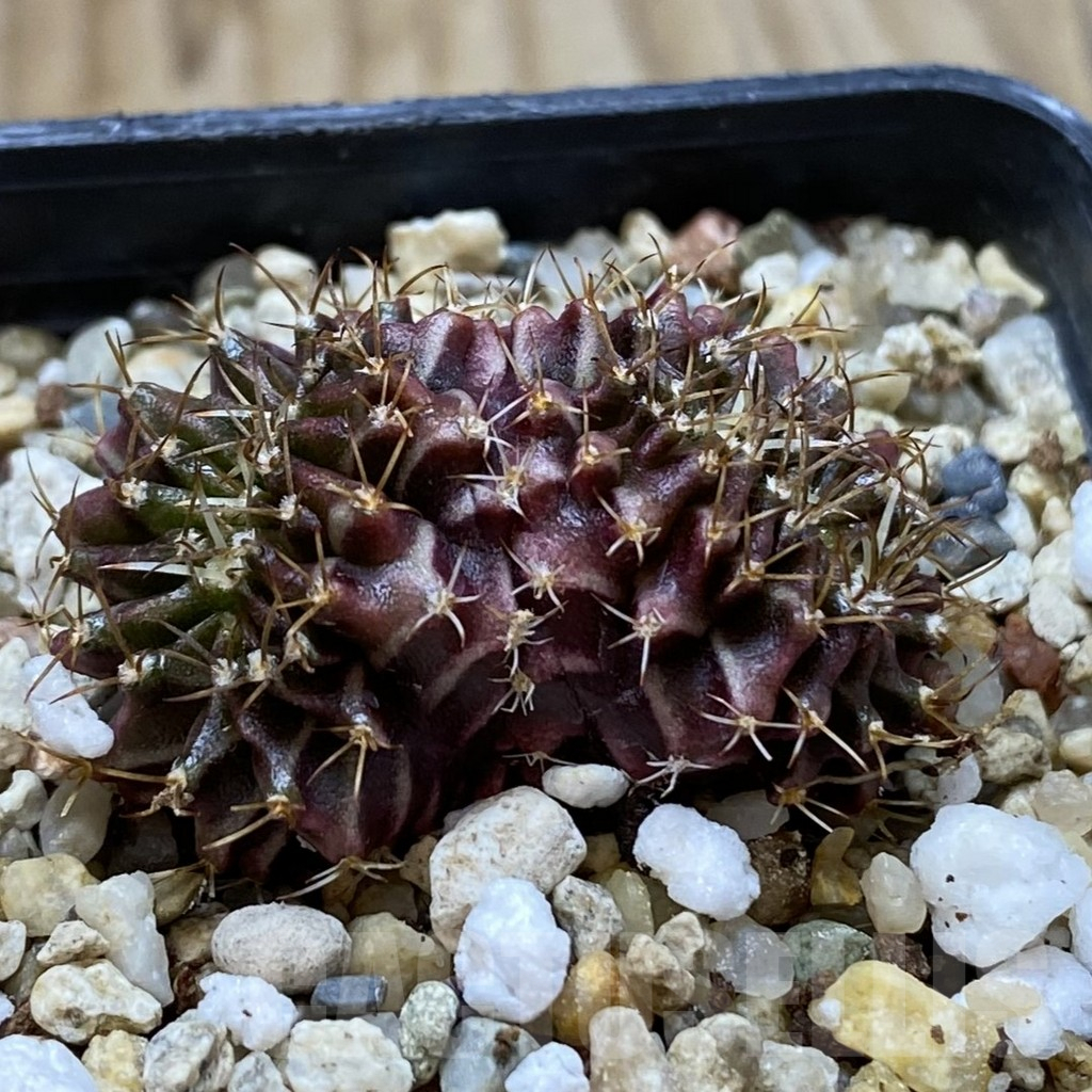 SHPR42034 Gymnocalycium mihanovichii f. cristata - Image 2
