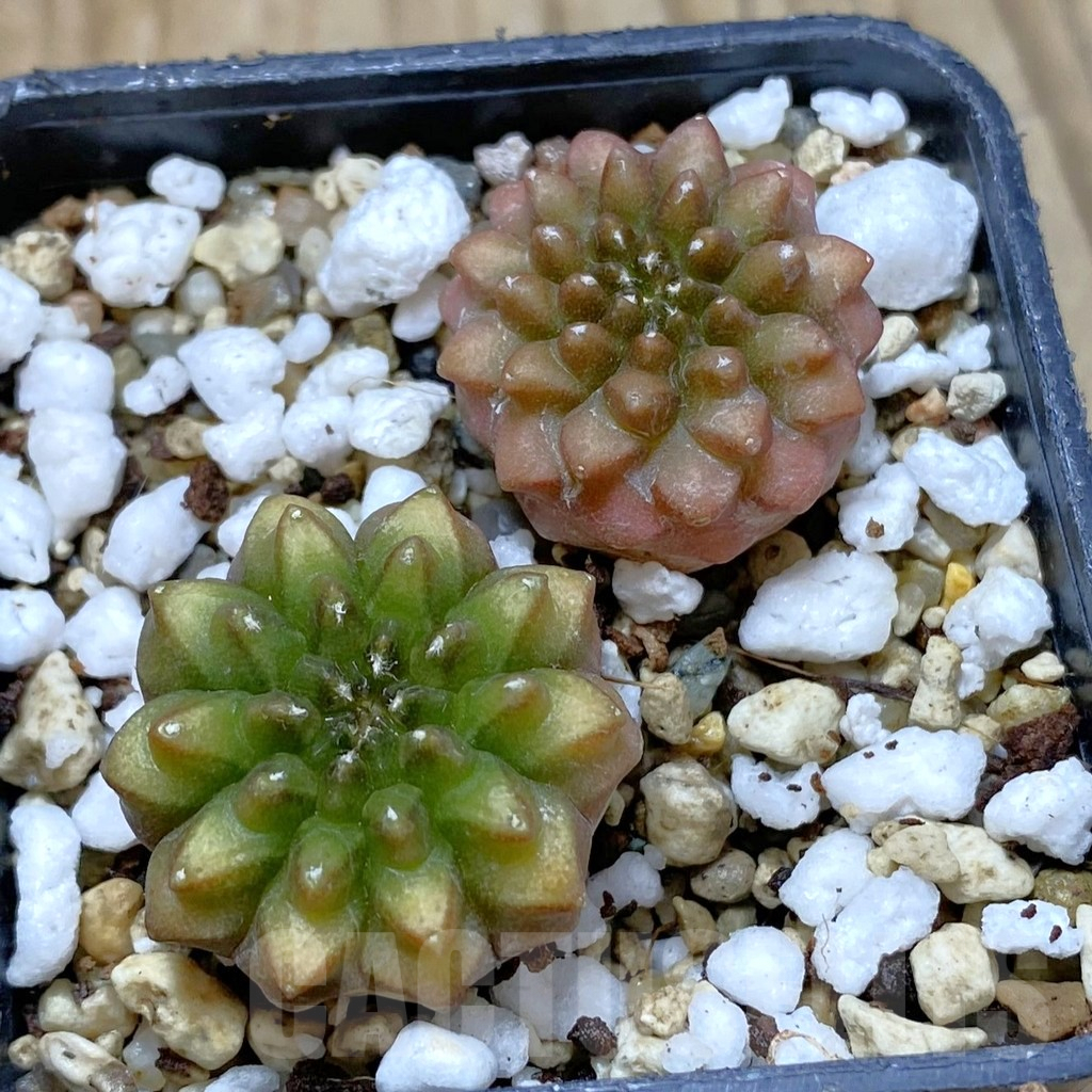 SHPR42037 Gymnocalycium mihanovichii ‘inermis’, 2 plants, seedling