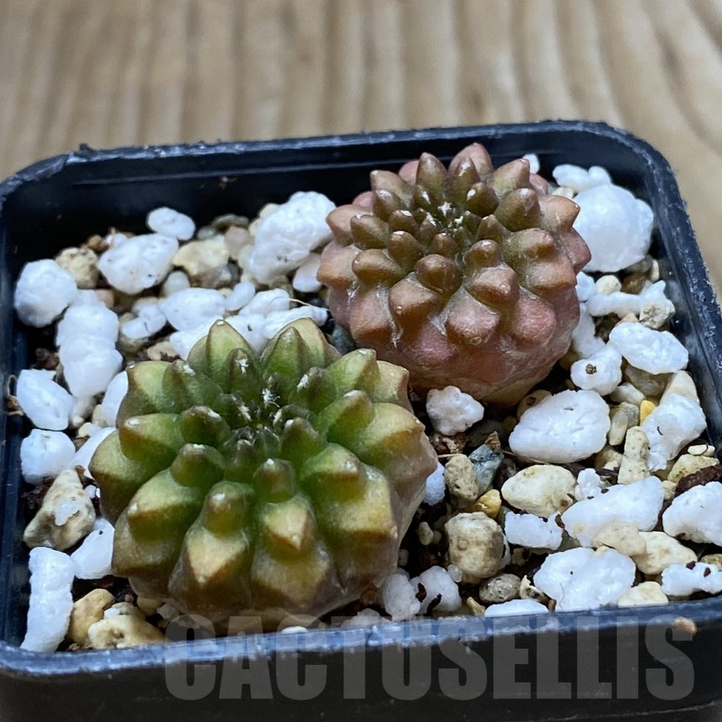 SHPR42037 Gymnocalycium mihanovichii ‘inermis’, 2 plants, seedling - Image 2