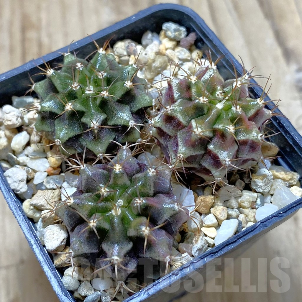 SHPR42038 Gymnocalycium mihanovichii hybrid, 3 plants, seedling