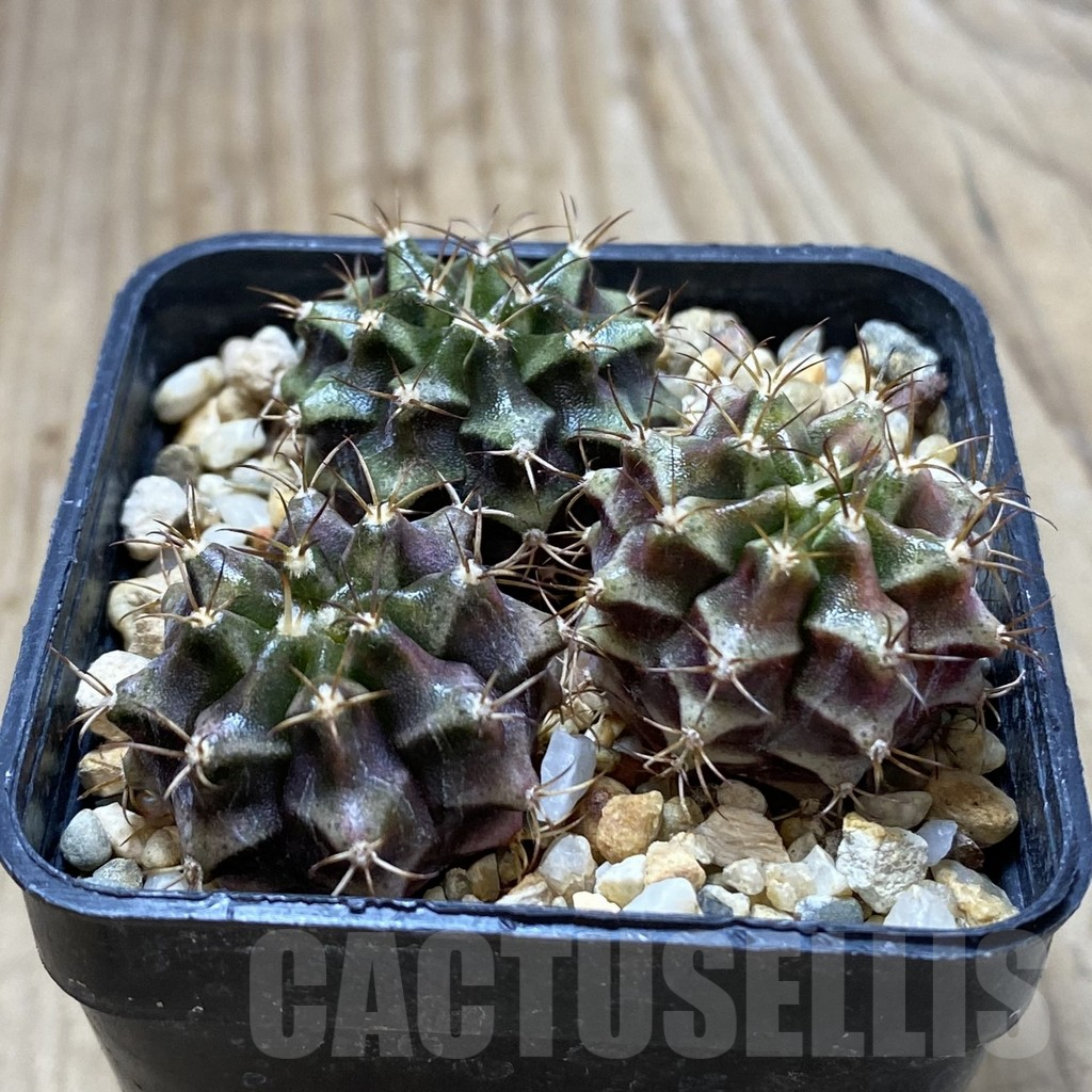 SHPR42038 Gymnocalycium mihanovichii hybrid, 3 plants, seedling - Image 2