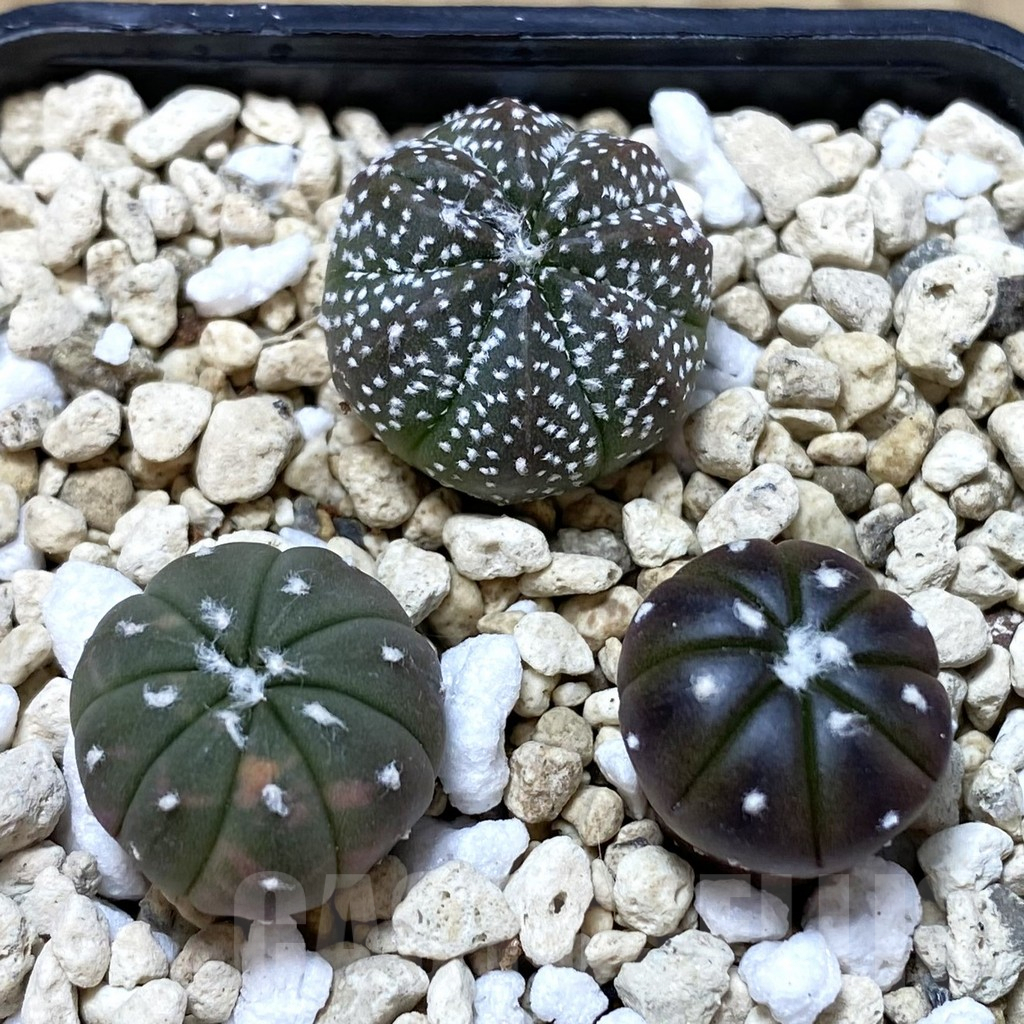SHPR41994 Astrophytum asterias mix, 3 plants