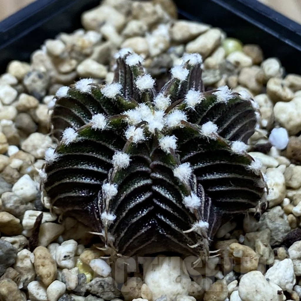 SHPR42039 Gymnocalycium friedrichii VOS1211, select form - Imagen 2