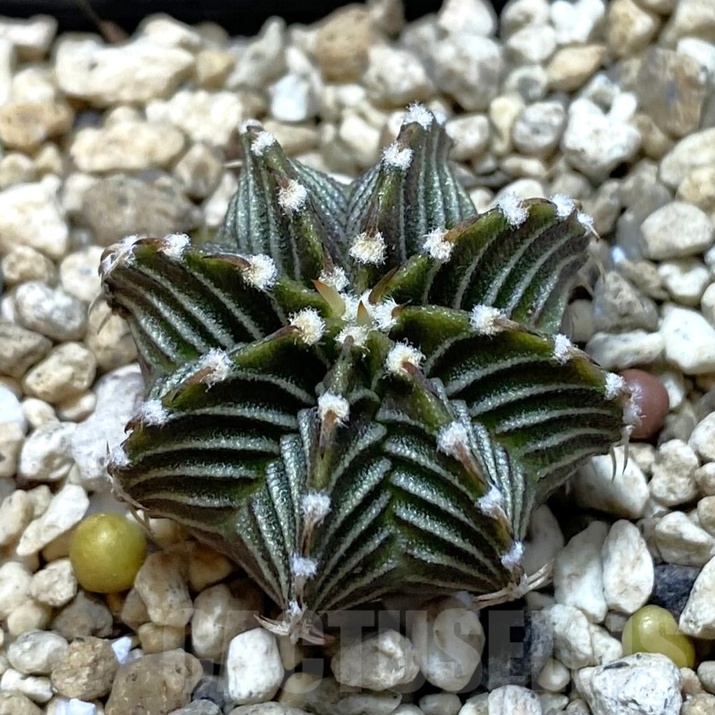 SHPR42040 Gymnocalycium friedrichii VOS1211, select form