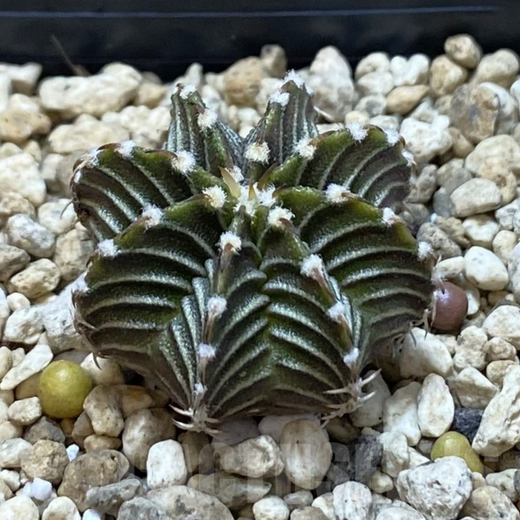 SHPR42040 Gymnocalycium friedrichii VOS1211, select form - immagine 2