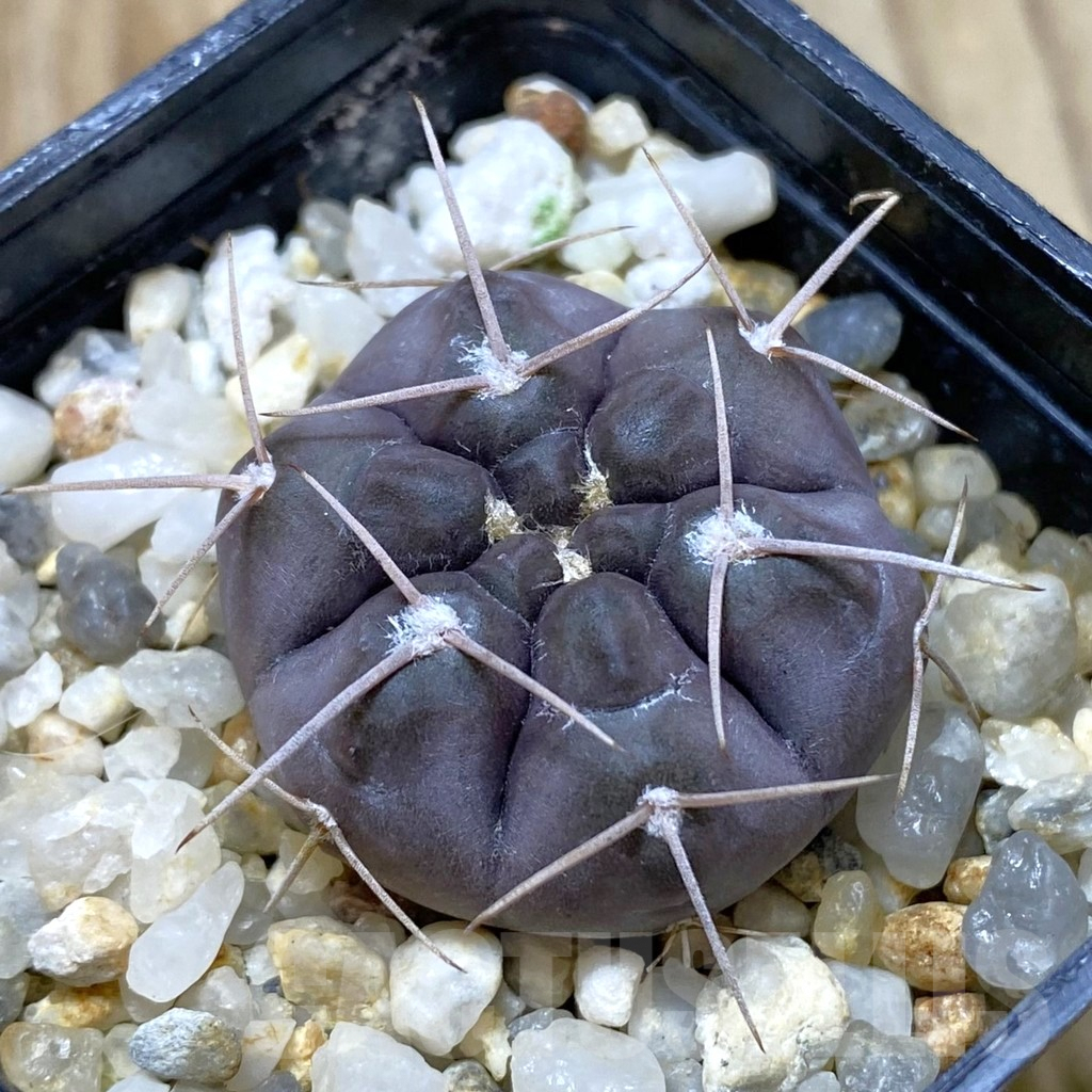 SHPR42041 Gymnocalycium striglianum v. aeneum VG 407