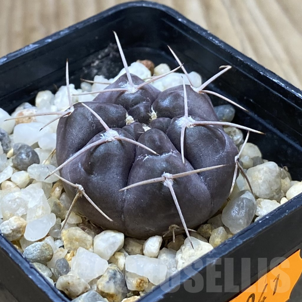 SHPR42041 Gymnocalycium striglianum v. aeneum VG 407 - immagine 2