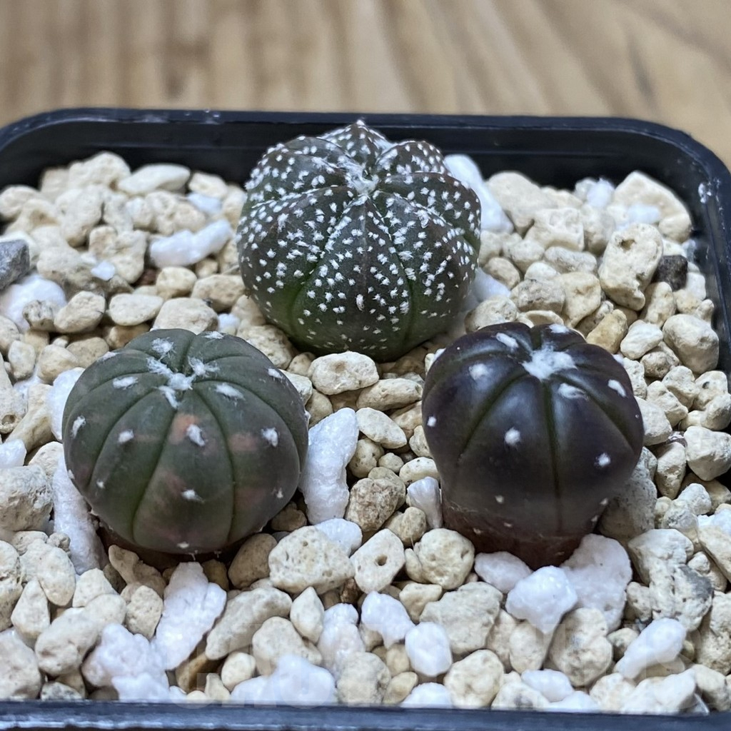 SHPR41994 Astrophytum asterias mix, 3 plants - Obrázek 2