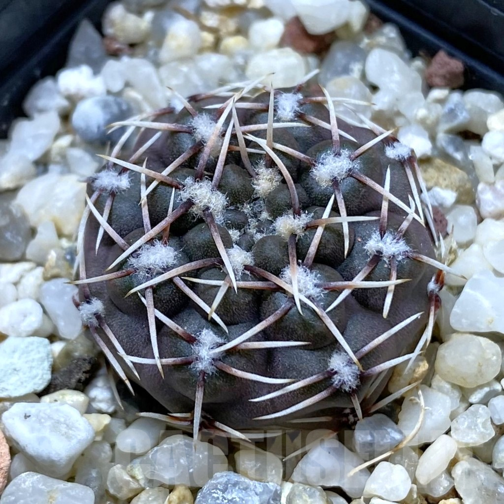 SHPR42042 Gymnocalycium kieslingii v. castaneum STO 179