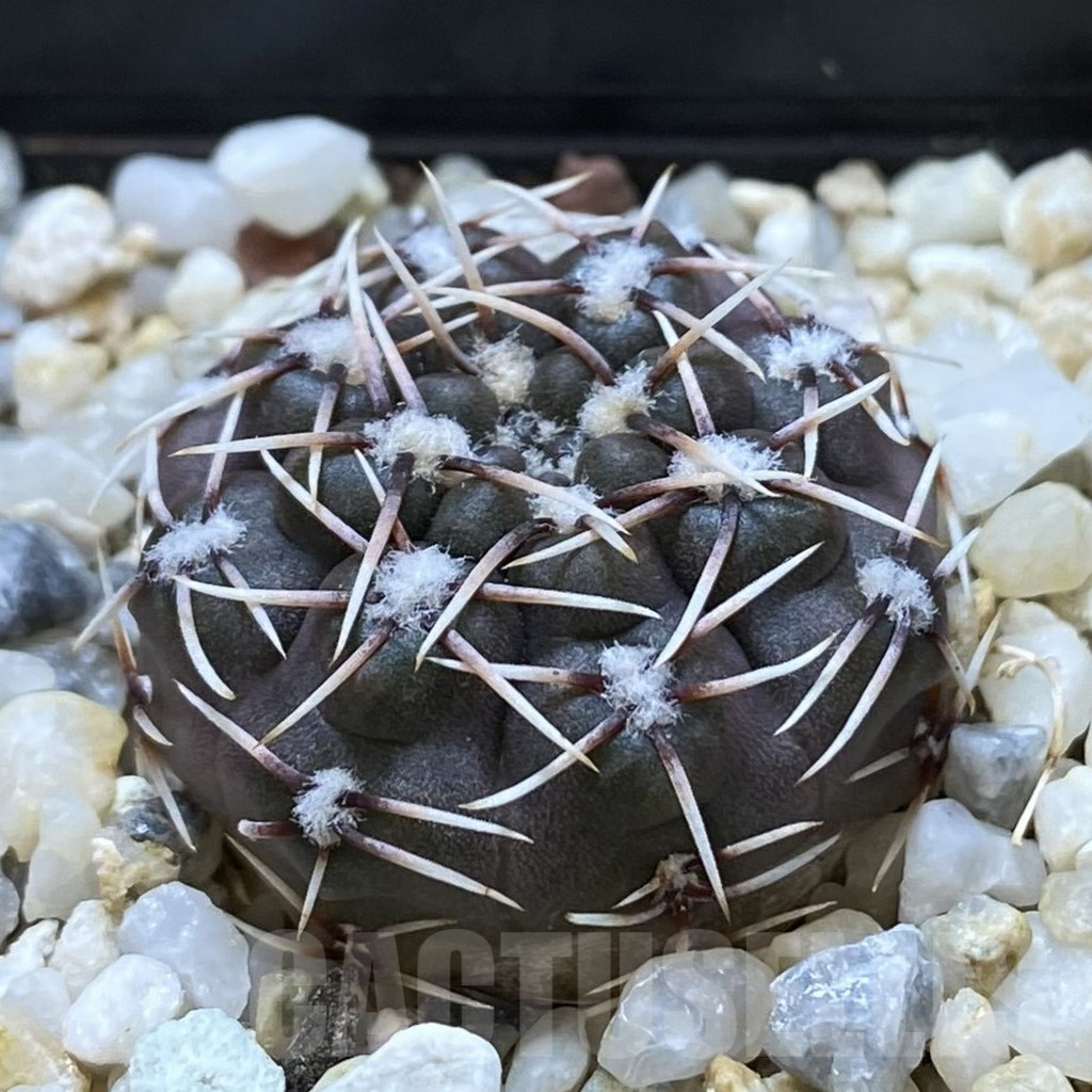 SHPR42042 Gymnocalycium kieslingii v. castaneum STO 179 - Image 2