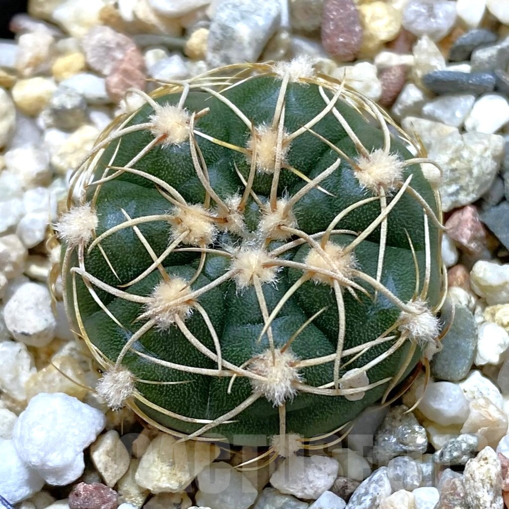 SHPR42043 Gymnocalycium uruguayense v. roseiflorum VG 454