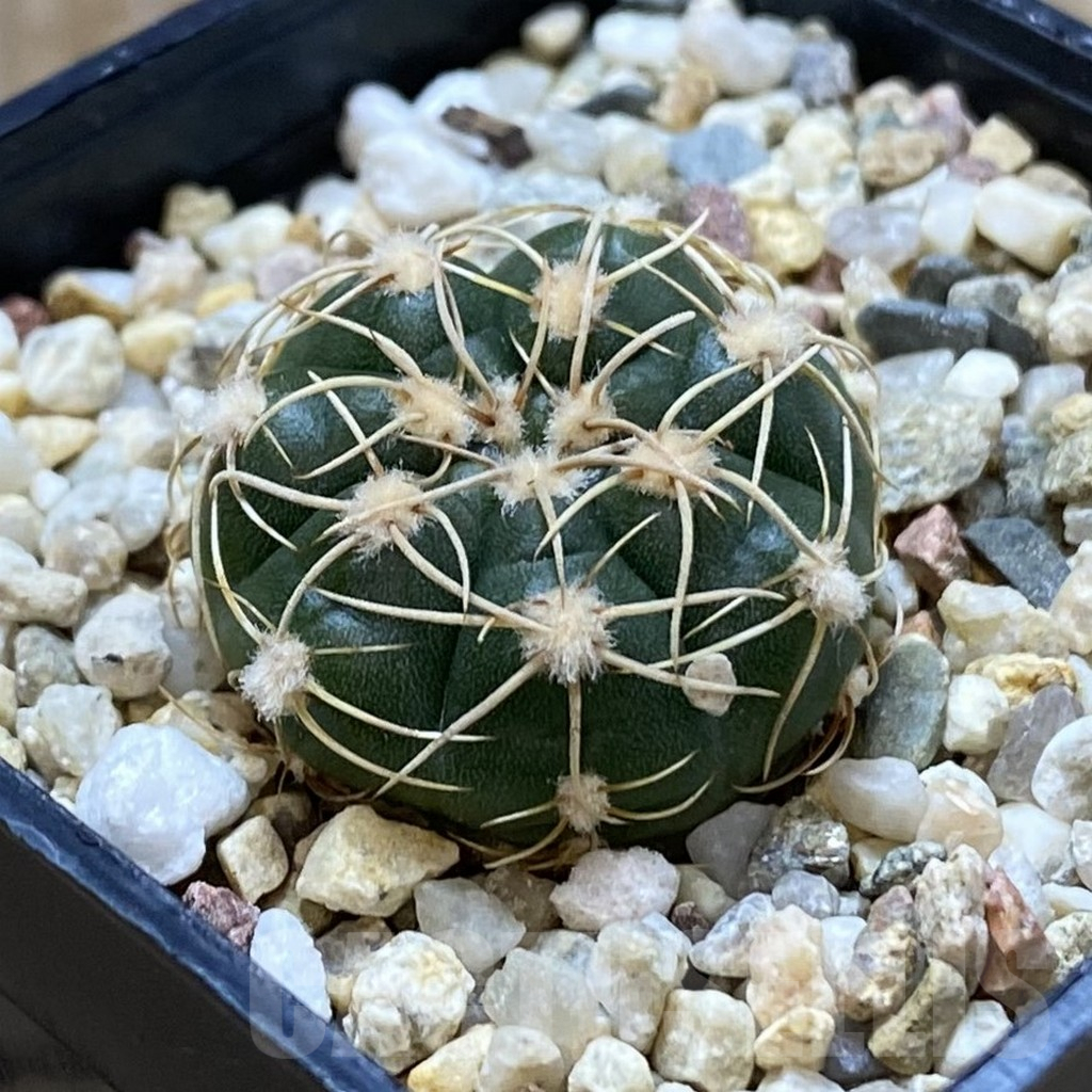 SHPR42043 Gymnocalycium uruguayense v. roseiflorum VG 454 - Image 2