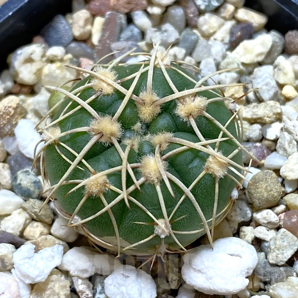 SHPR42044 Gymnocalycium uruguayense v. roseiflorum VG 454
