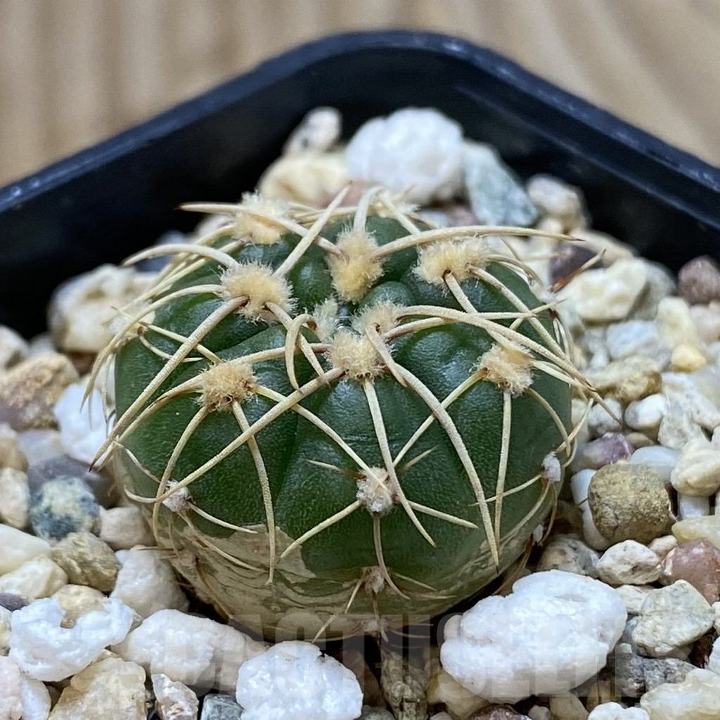 SHPR42044 Gymnocalycium uruguayense v. roseiflorum VG 454 - Image 2