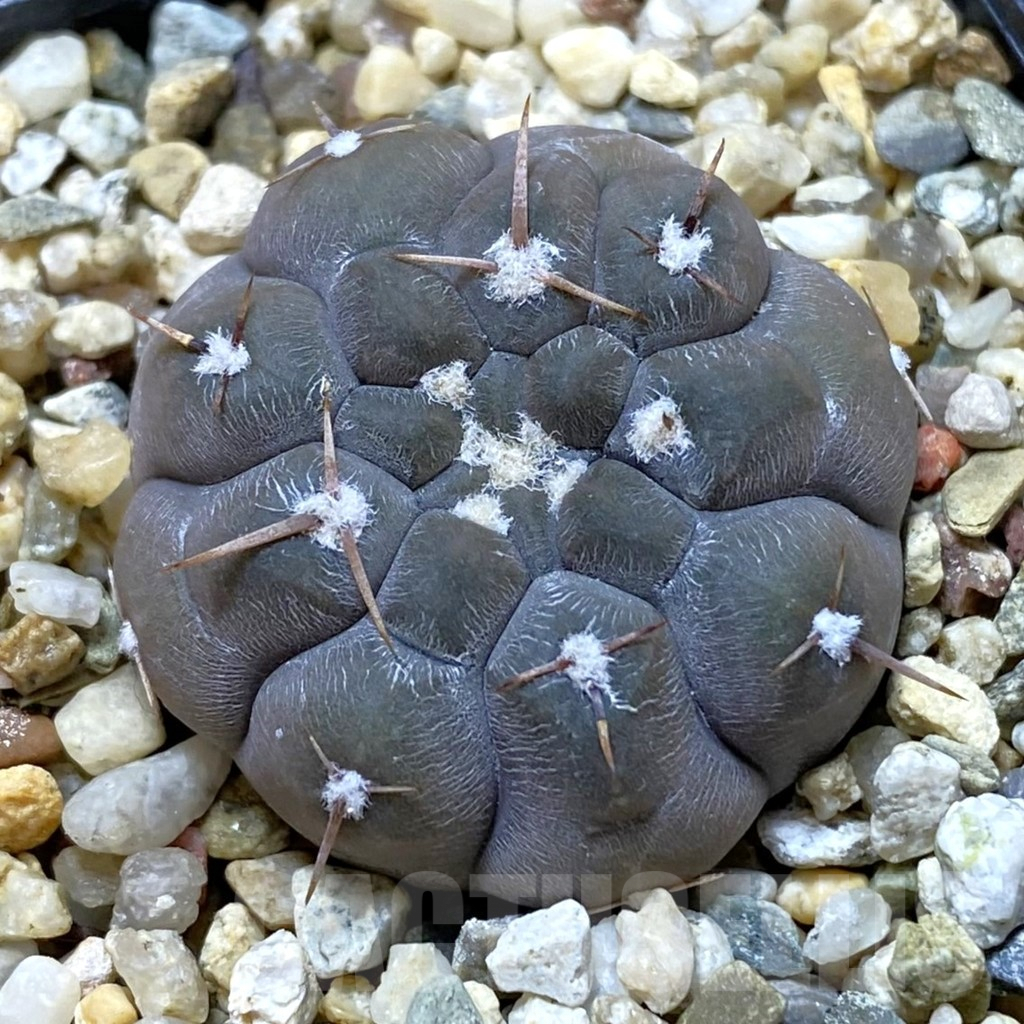 SHPR42045 Gymnocalycium borthii ssp. nogolense VG012