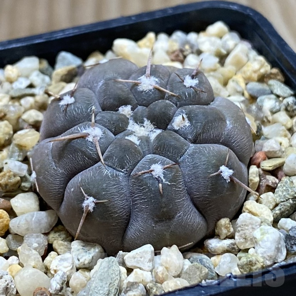 SHPR42045 Gymnocalycium borthii ssp. nogolense VG012 - Obrázek 2
