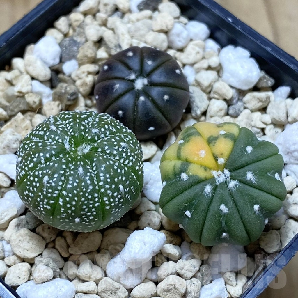 SHPR41995 Astrophytum asterias mix, 3 plants