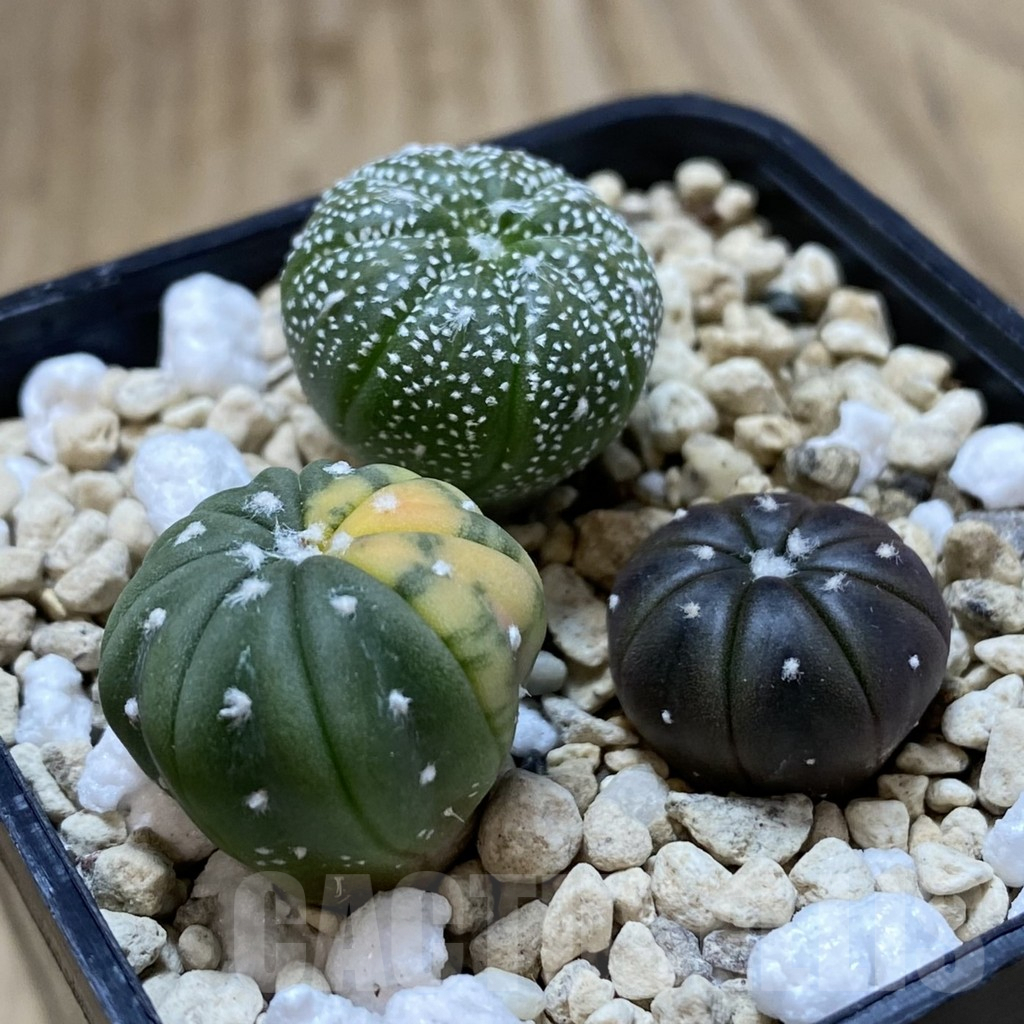 SHPR41995 Astrophytum asterias mix, 3 plants - Зображення 2
