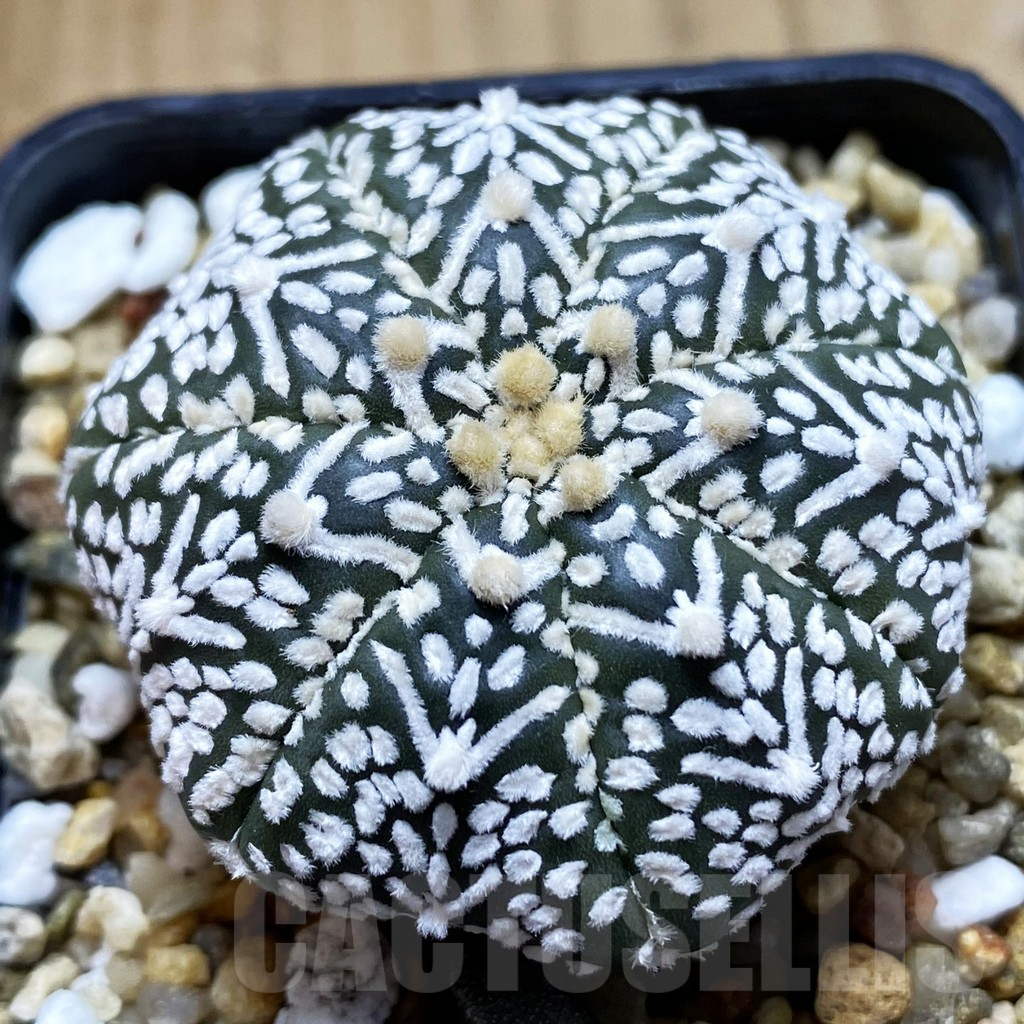 SHPR42005 Astrophytum asterias ‘Super Kabuto’ V-type