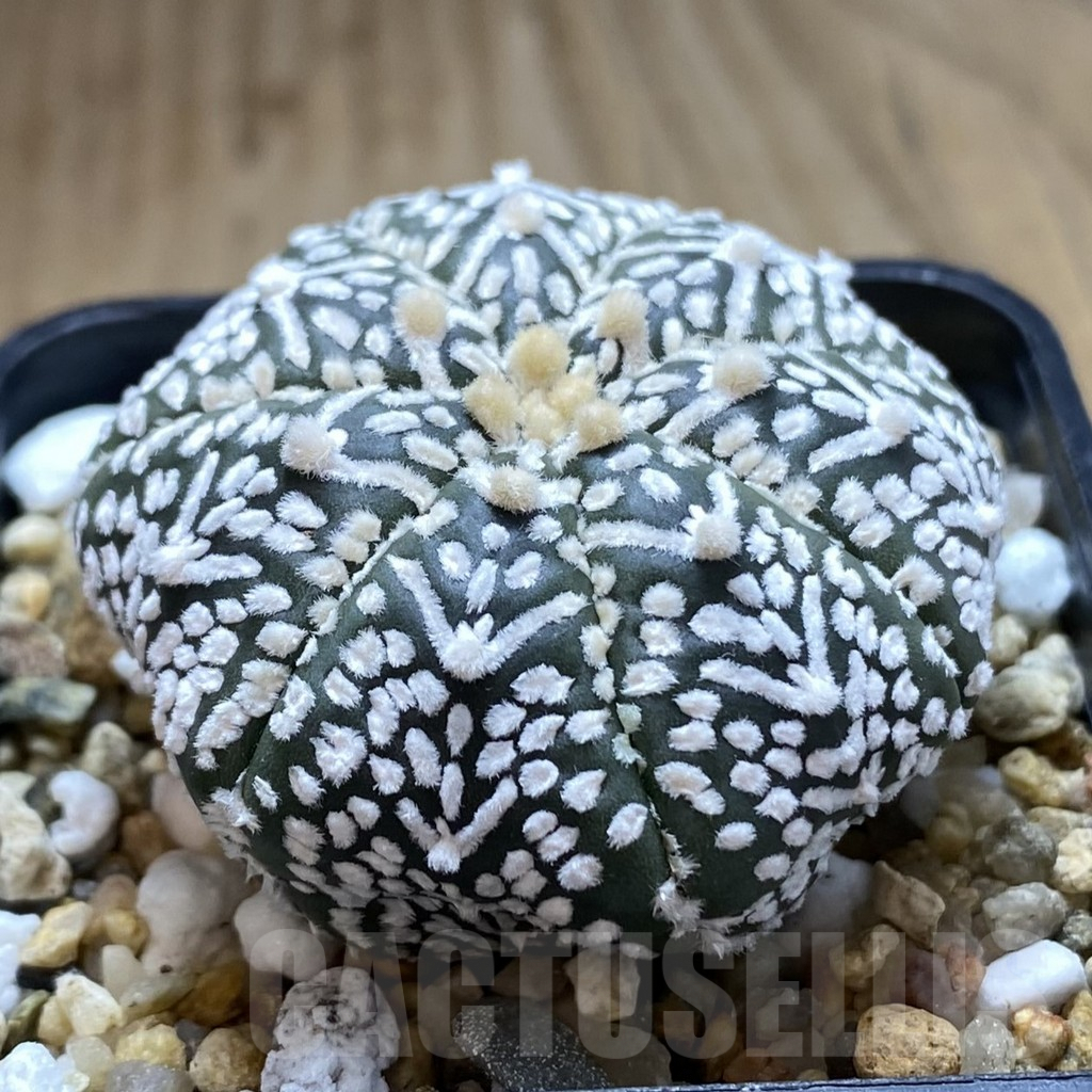 SHPR42005 Astrophytum asterias ‘Super Kabuto’ V-type - Image 2