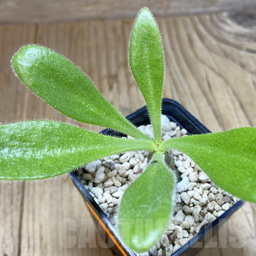 SHPR41990 Tylecodon paniculatus