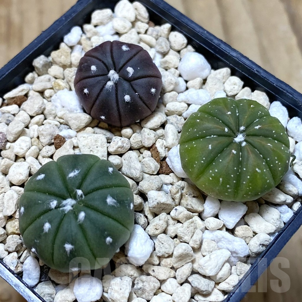 SHPR41996 Astrophytum asterias mix, 3 plants