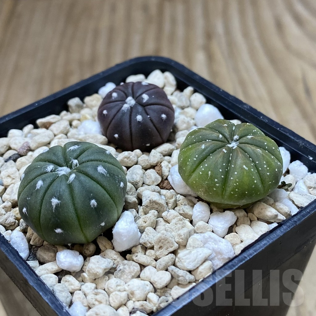 SHPR41996 Astrophytum asterias mix, 3 plants - Зображення 2