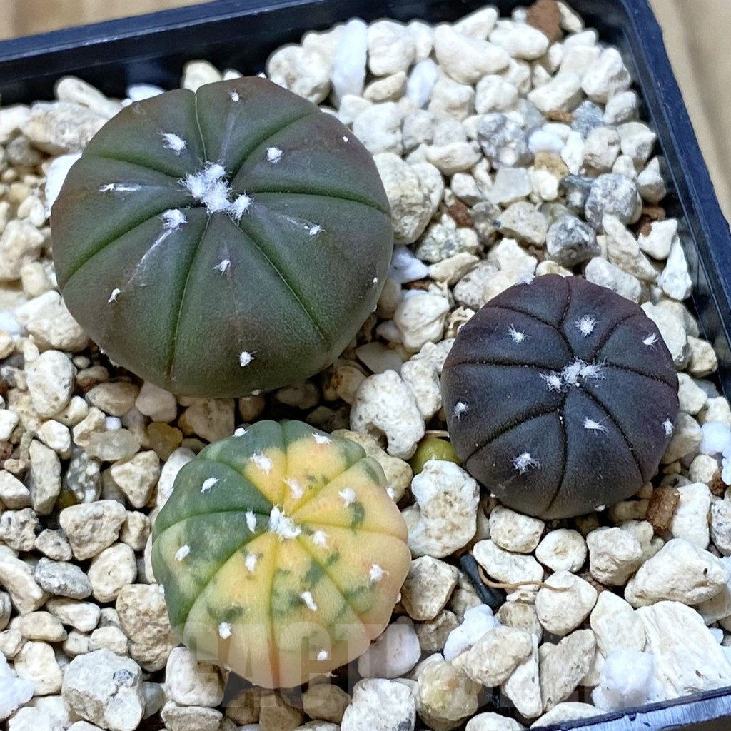 SHPR41997 Astrophytum asterias mix, 3 plants
