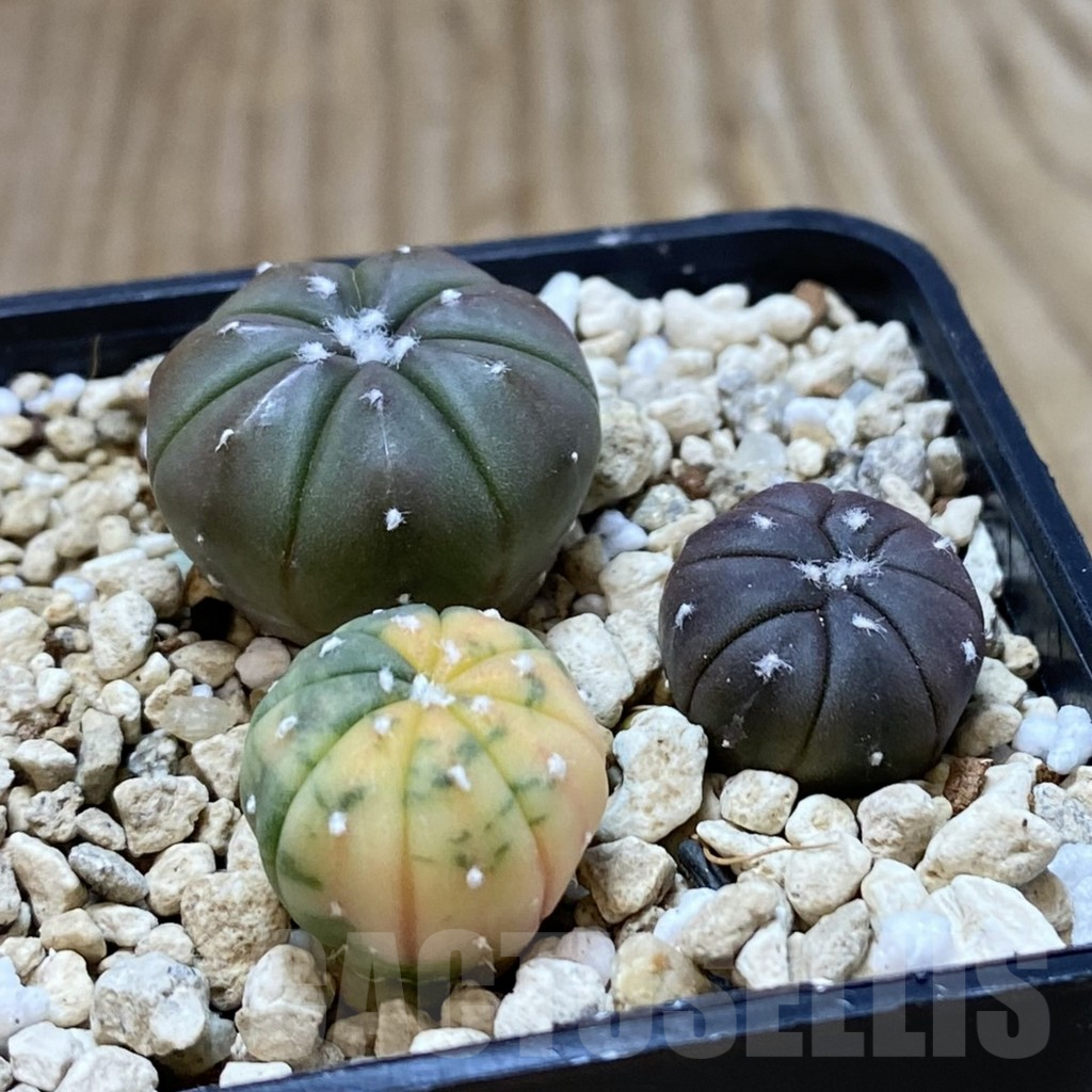 SHPR41997 Astrophytum asterias mix, 3 plants - Зображення 2